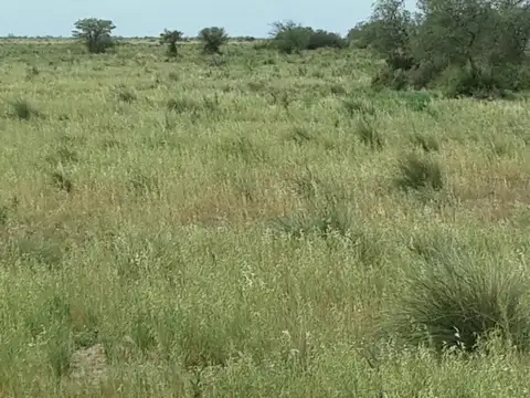 Campo La Rinconada