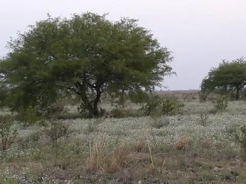Campo en Venta Ganadero