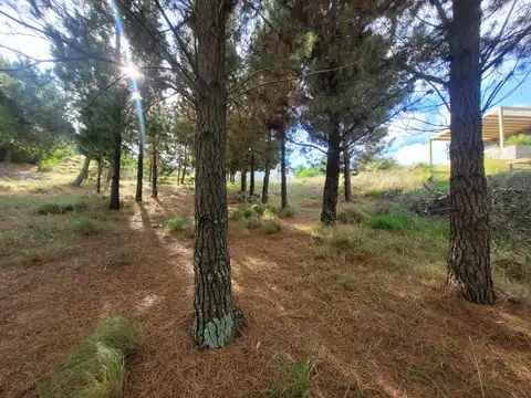 Ecuestre 100