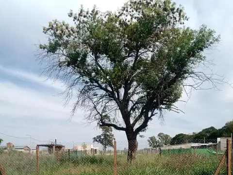 Lote 37 Manzana C