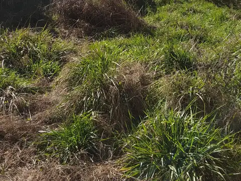 Terreno con Mejoras. Zona Comercial. Estratégica. Barrio Parque Sakura