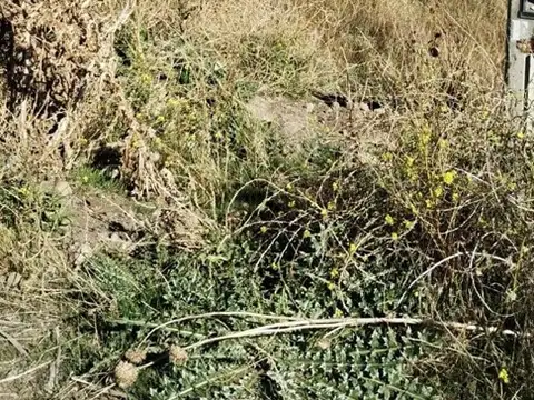 Lote en Venta en San Martin de los Andes, Patagonia