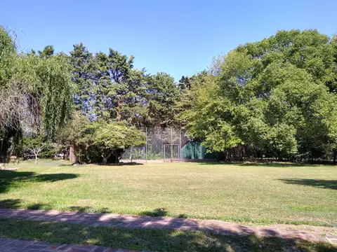 Liquidambar al 1300