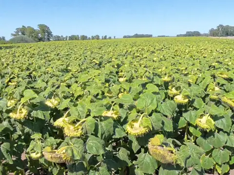 CAMPO EN VENTA – 816 HECTÁREAS