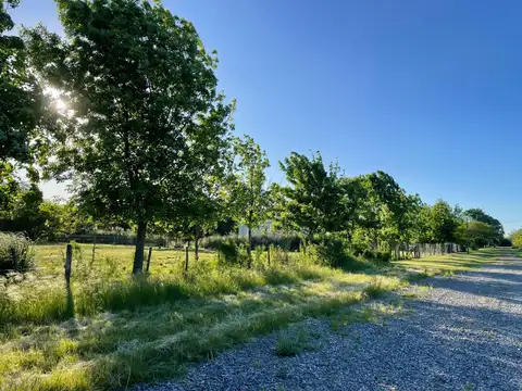 Lote en Venta en Manzanares – 2.800 m² Forestados con Excelente Acceso y Escritura Pública