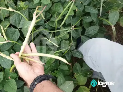 La Estrella | Rp 13 100