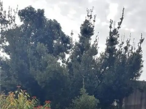 Andonaegui 900
