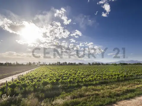 SE VENDE FINCA EN LUJAN DE CUYO