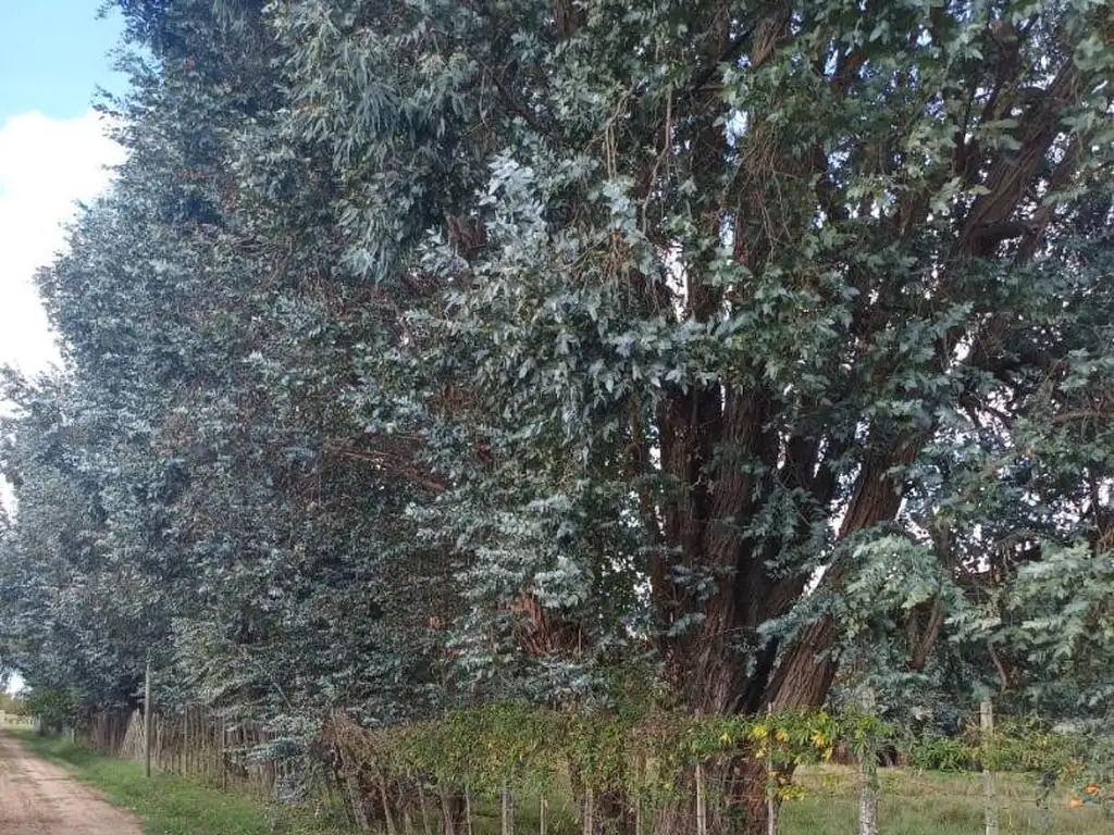 Barrio Los Sauces - Paraje Camino Viejo