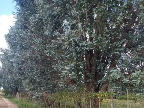 Lotes quinta en Barrio Los Sauces ,Zárate ruta 31