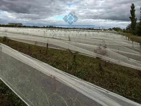   VENTA - 4 HECTÁREAS DE VIÑEDOS - COLONIA CAROYA