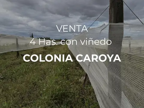 ?? VENTA - 4 HECTÁREAS DE VIÑEDOS - COLONIA CAROYA