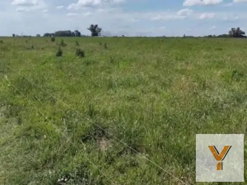 Campo en venta - 173 Hectáreas - Gonzalez Risos