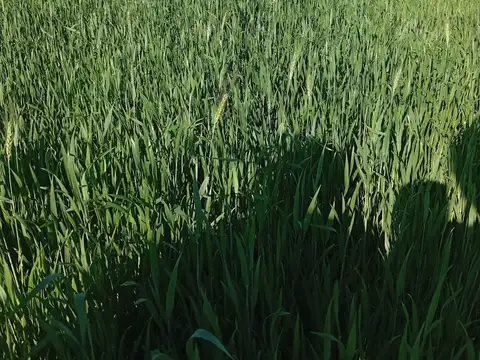 Campo - Santiago Del Estero