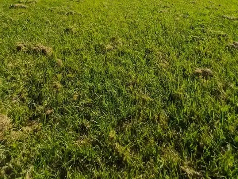 Terreno en Venta en Colonia Carolina, USD 10.000