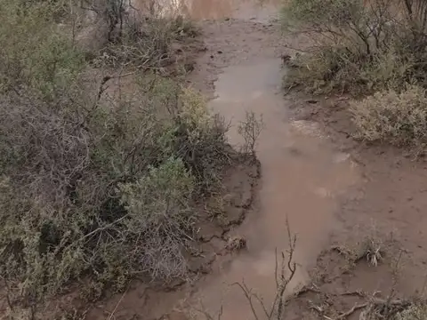 CAMPO GANADERO CON AGUA
