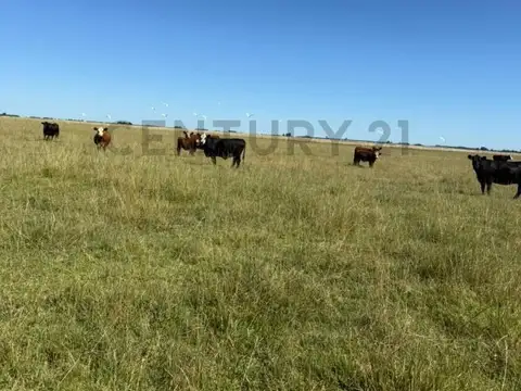 Campo Mixto 1.864 Has en Bragado – Alta Productividad Agrícola y Ganadera