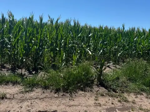 Campo Mixto 1.864 Has en Bragado – Alta Productividad Agrícola y Ganadera