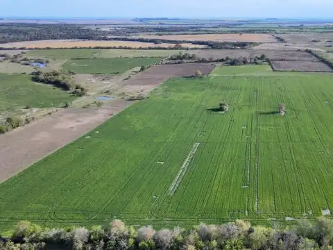 Campo de 12 has agricola en Corrales