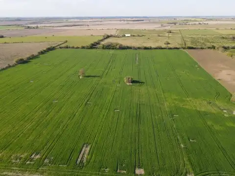 Campo de 12 has agricola en Corrales