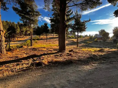 Nogales y petunias 100