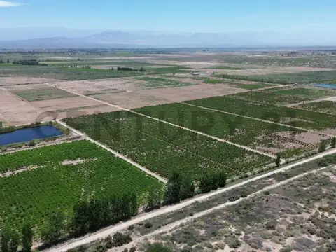 Finca 3 de Mayo Lavalle Mendoza