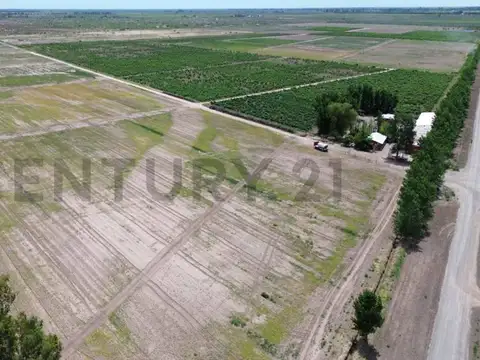 Finca 3 de Mayo Lavalle Mendoza