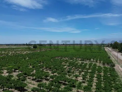 Finca 3 de Mayo Lavalle Mendoza