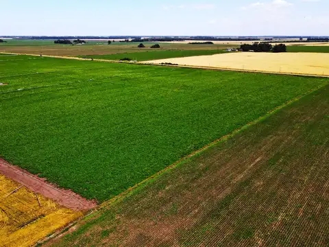 Miramar - 537 has. Agrícola