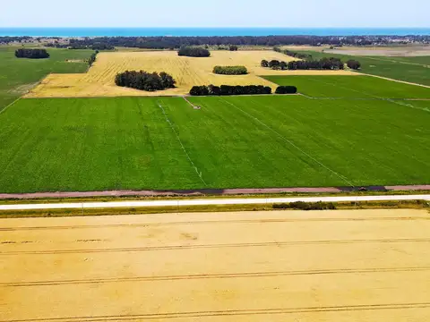 Miramar - 537 has. Agrícola
