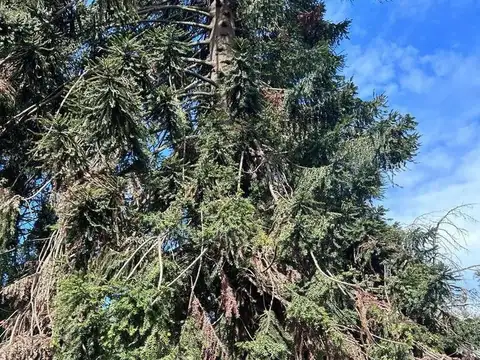 Terreno en Venta 100  mts Fondo
