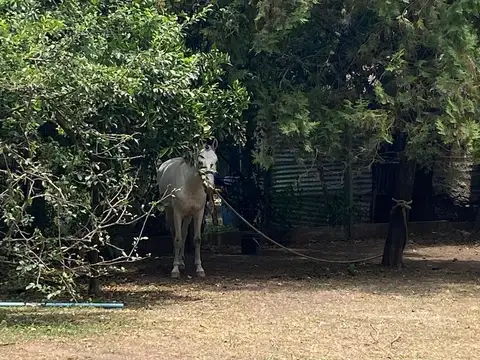 Casa en Alquiler en Villa Zapiola, $ 550.000
