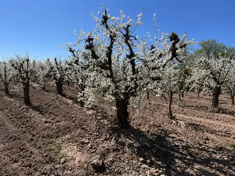 Venta Finca en Maipú