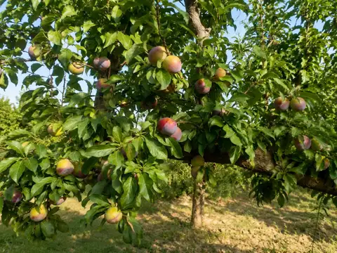 Venta Finca en Maipú