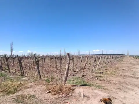 VENTA FINCA NUEVA CALIFORNIA SAN MARTIN MENDOZA