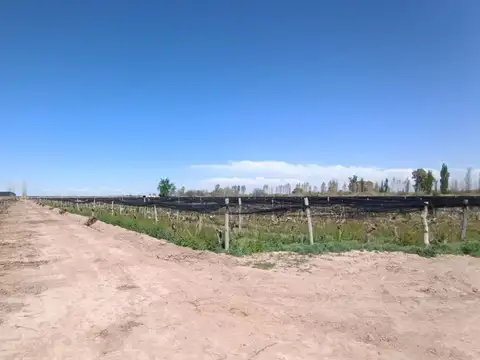 TALAVERA
