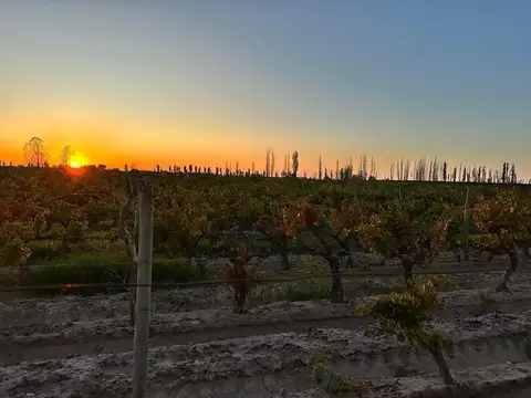 TALAVERA