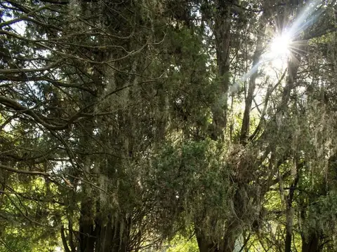 Terreno en Venta 40  mts Fondo