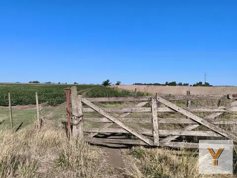 Campo en alquiler - 248 Hectáreas - Benito Juarez
