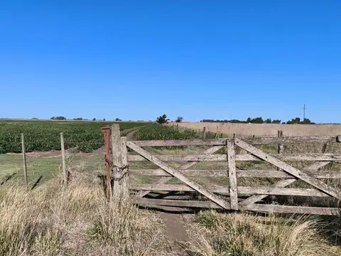 Campo en alquiler - 248 Hectáreas - Benito Juarez