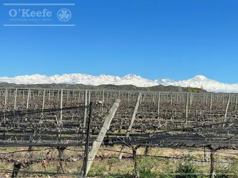 Viñedo Premium de altura en Mendoza en venta sobre Fracción de 23 Has - Oportunidad
