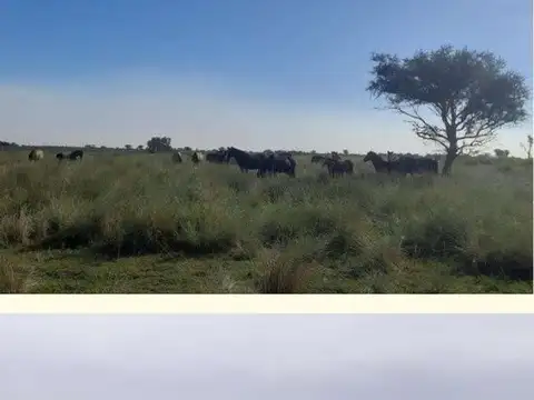 Campo 1.500 hectáreas  Ganadero LOGROÑO SANTA FE