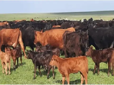 Campo 1.500 hectáreas  Ganadero LOGROÑO SANTA FE