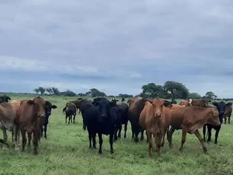 Campo 1.500 hectáreas  Ganadero LOGROÑO SANTA FE