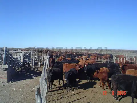 CAMPO GANADERO LA PAMPA