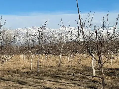 Finca de Nogales a la venta en Tupungato, Mendoza