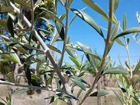 TERRENO EN VENTA, GRAN OPORTUNIDAD ZONA EL SAUCE