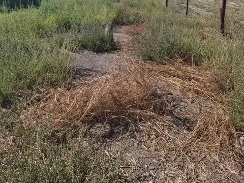 R. Soto Carrasco 1101