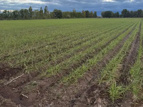 Venta de Finca/campo en Tunuyan