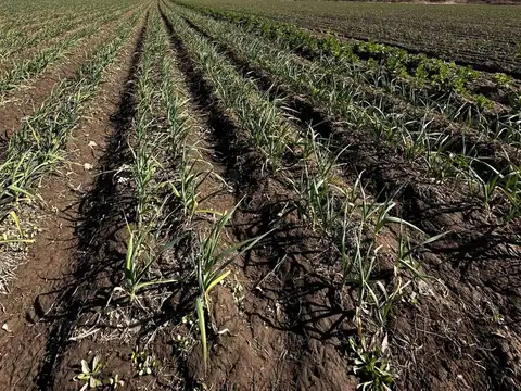 OPORTUNIDAD VENTA FINCA TUNUYÁN MENDOZA